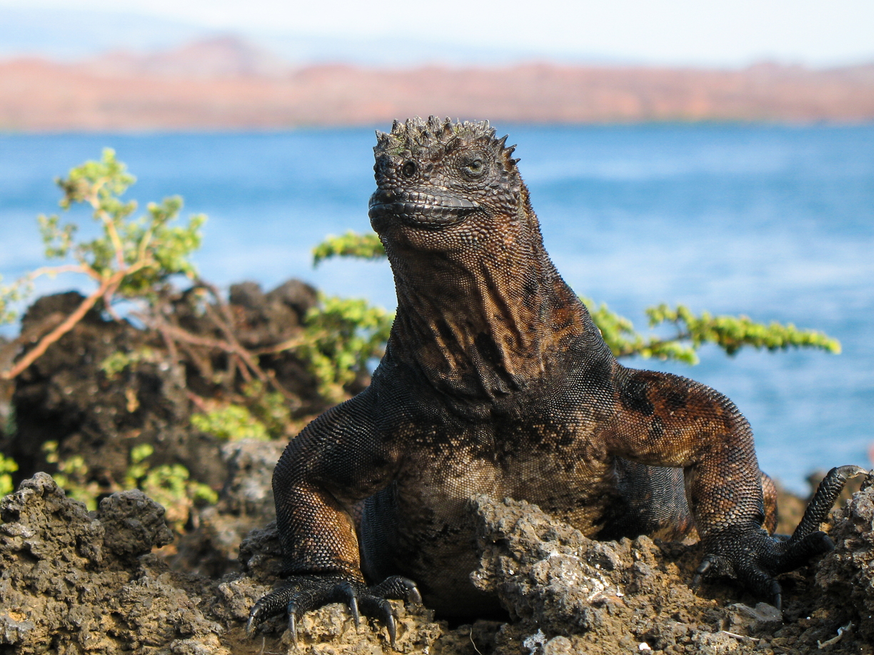 Marine Iguana Atop A Cliff